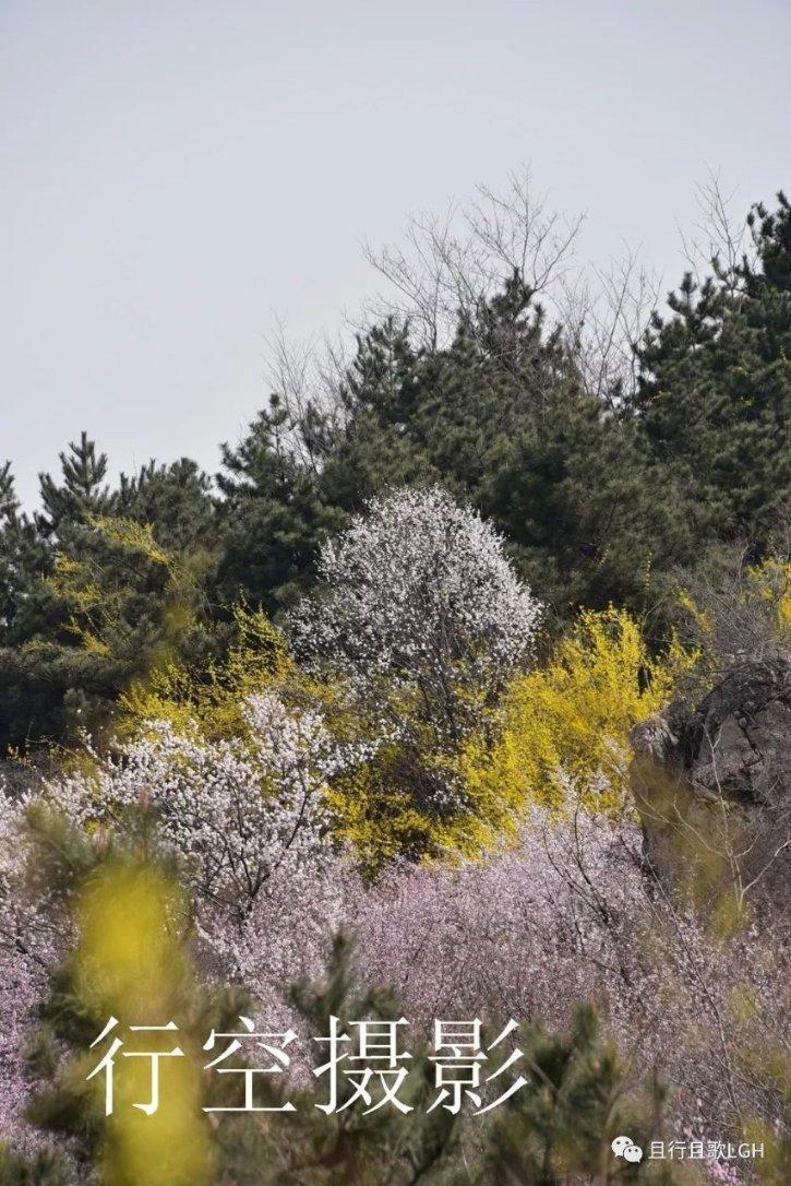 逃出猫头鹰岛